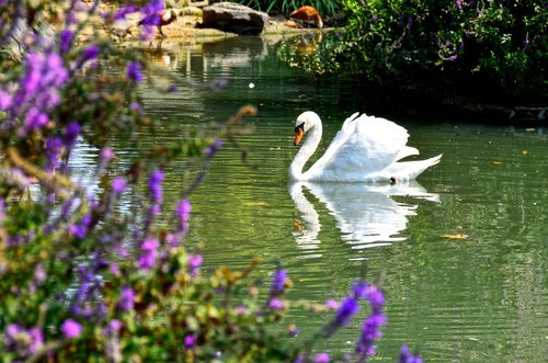 swan  bird  lake