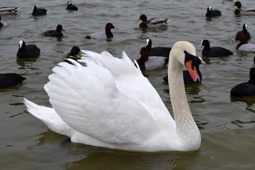 swan  bird  duck