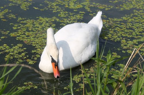 swan  bird  water