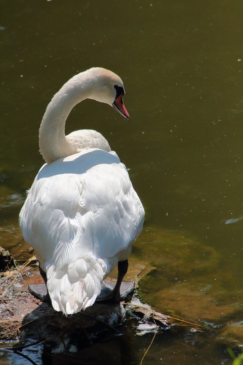 swan  bird  white