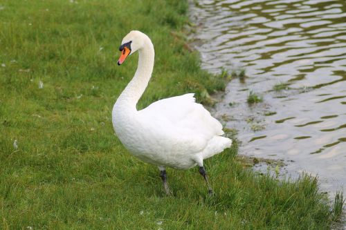 swan mute swan bird