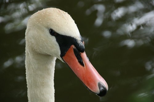 swan  river  nature