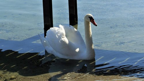 swan  lake  water