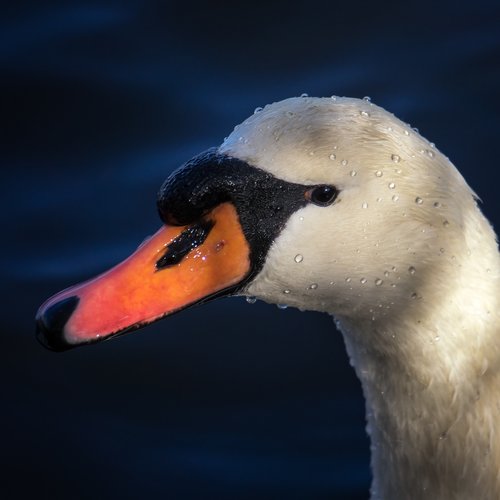swan  nature  animal