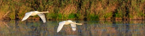 swan  mute swan  flight