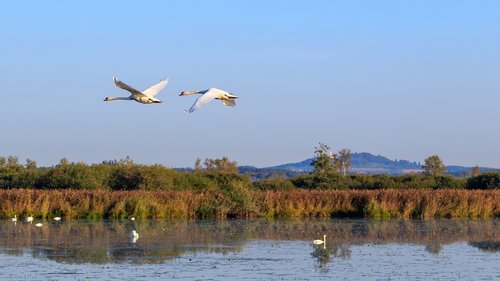 swan  mute swan  flight