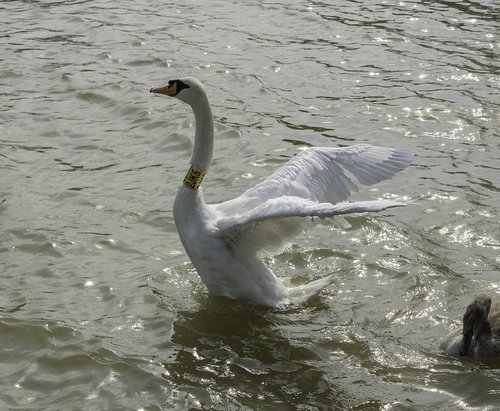 swan  bird  winged