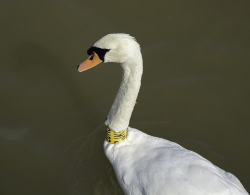 swan  bird  white