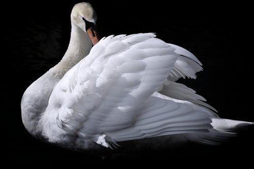 swan  elegant  noble