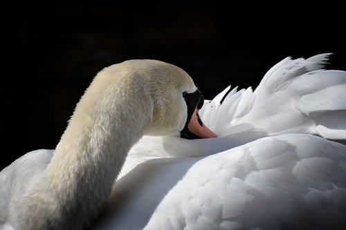 swan  elegant  noble