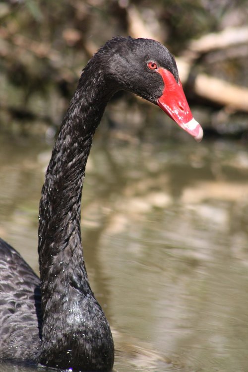 swan  black  head