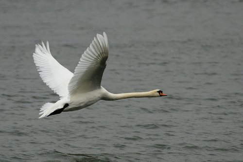 swan  bird  animal