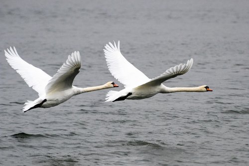 swan  bird  animal