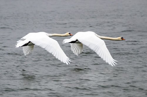 swan  bird  animal