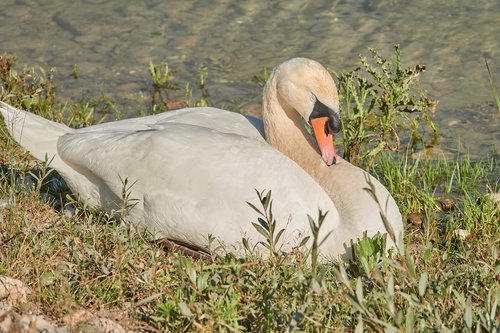 swan  breed  nest