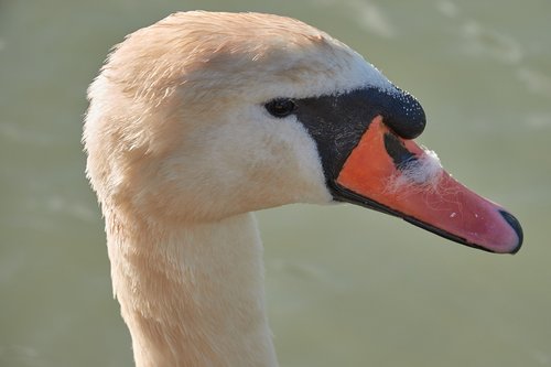 swan  head  water bird