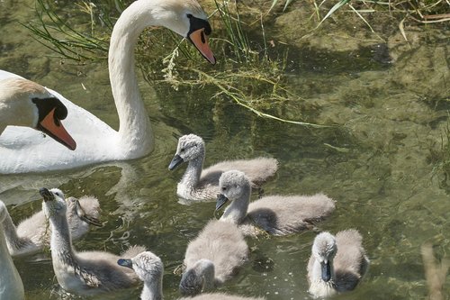 swan  family  chicken