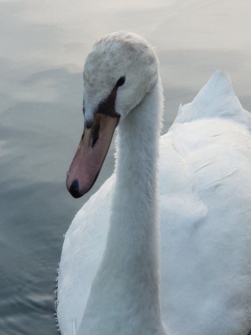 swan  young swan  water