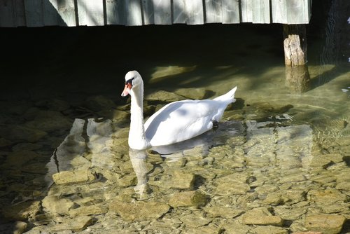 swan  bird  waterfowl