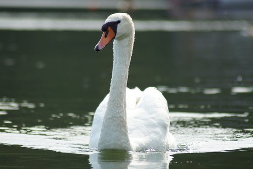 swan  white  feather