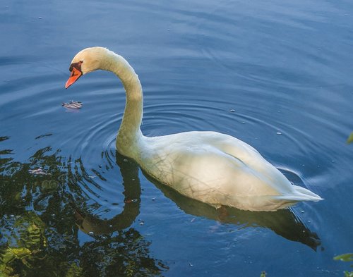 swan  ave  white