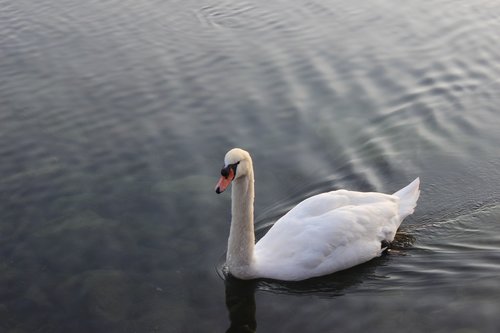 swan  nature  lake