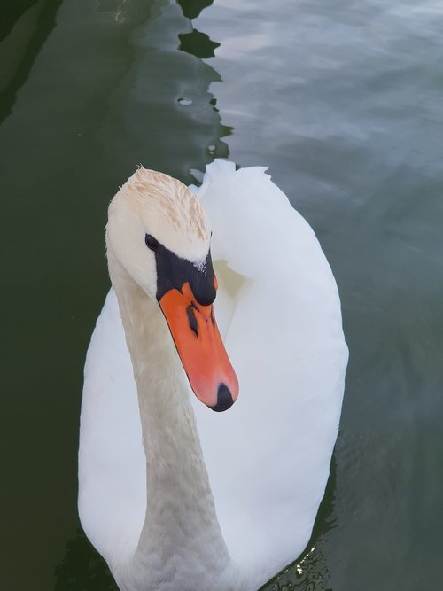 swan  animal  nature
