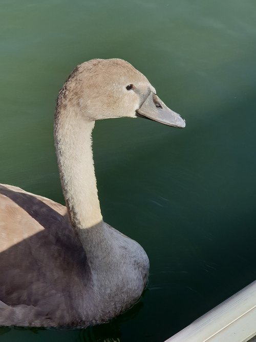 swan  animal children  water