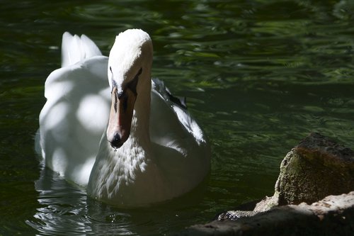 swan  beauty  pond