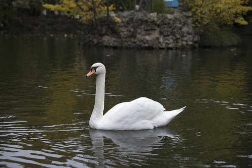 swan  white  beauty