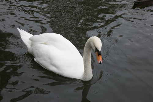 swan  beauty  elegant