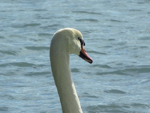 swan  lake balaton  water