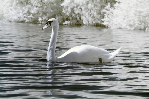 swan bird nature