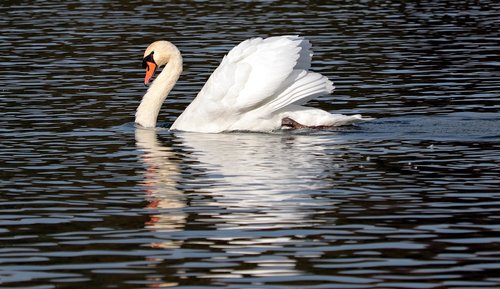 swan  water  nature