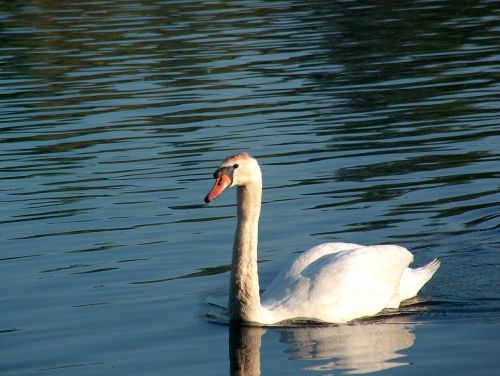 swan animal water bird