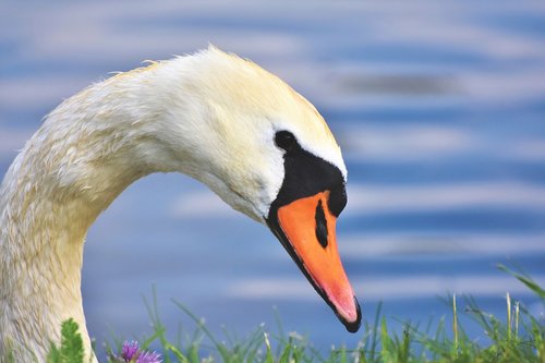swan  gooseneck  water bird