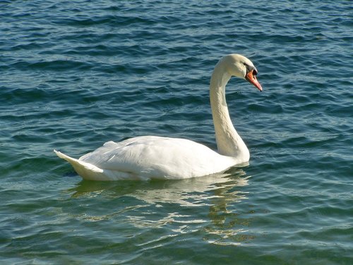 swan  water bird  elegant