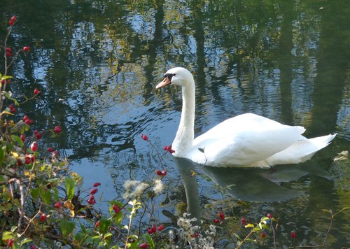 swan  white  plumage