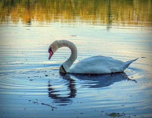 swan  ave  white