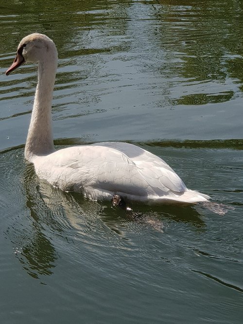 swan  animal children  water