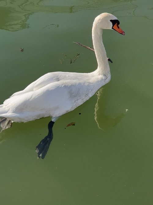 swan  swans  water