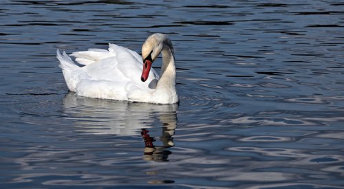 swan  water  nature