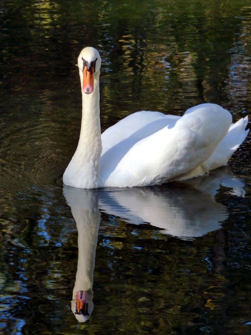 swan  beak  nature