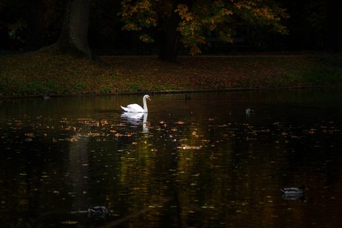 swan  park  mute swan