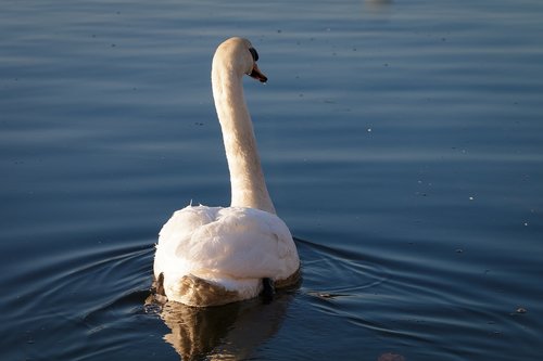 swan  water  swim