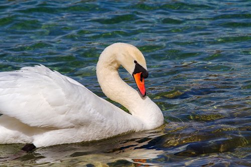 swan  animal world  water