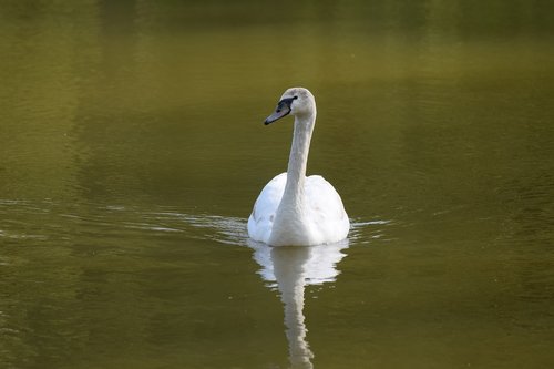 swan  white  bird