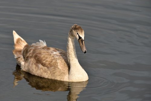 swan  water  plumage