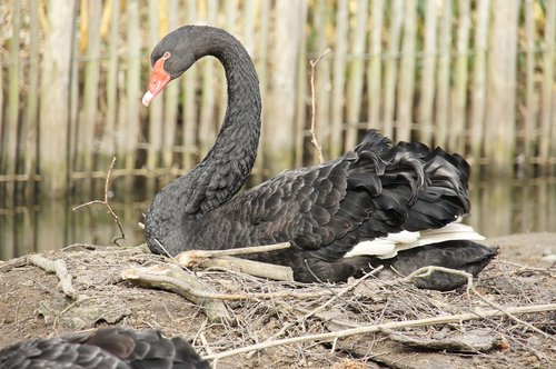 swan  nest  waterfowl