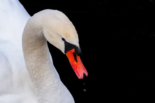 swan  animal world  water bird